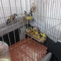 جوجه سره بستان اباد ب شرط نر|پرنده|قرچک, شهرک صنعتی قرچک|دیوار