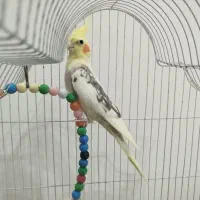 یک جفت عروس هلندی  همراه قفس و کلسیم و مقداری دانه