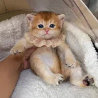 مجموعه گربه‌های بریتیش (بلو لیلاک سیلور گلد)