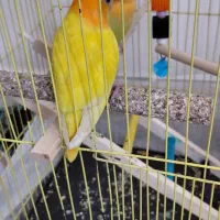 طوطی|پرنده|مهاباد (آذربایجان غربی), |دیوار