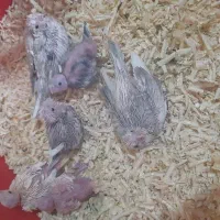 جوجه عروس سرلاکی|پرنده|شهرکرد, |دیوار