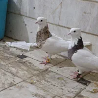 طوقی نروماده