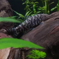 لوچ پاکستانی