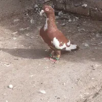 ۴ عدد دورگ دوری سفت