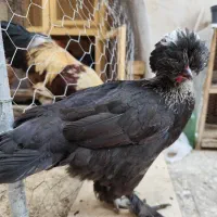 مرغ و خروس کاکلی پاپر نژاد دار تزئینی|حیوانات مزرعه|قم, مهدیه|دیوار