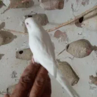 مرغ عشق دستی مخصوص بچه ها|پرنده|نیشابور, فردوسی جنوبی|دیوار