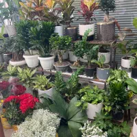 نیروی ساده اقا جهت کار در گل فروشی ۱۵ ال۲۰میلیون|استخدام بازاریابی و فروش|فردیس, نسترن غربی|دیوار