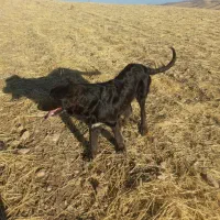 سگ سرابی|سگ|گیلان غرب, |دیوار