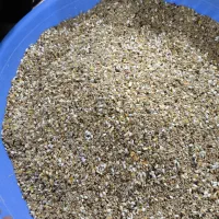 کفتر هفت تخم کفتر