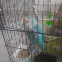 طوطی برزیلی