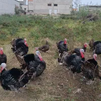 بوقلمون محلی