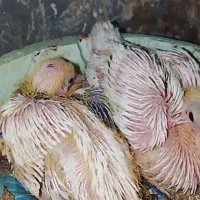 جوجه کفتر سفید لک دوش یه خال ریزقهوه ای هم روی سر