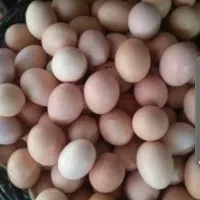 تخم مرغ محلی