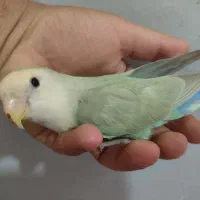 برزیلی نر ، رنگ خاص