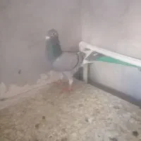 کفتر سبز