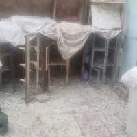 دسته کفتر همه سینه و طوقی|پرنده|شیراز, گلکوب|دیوار