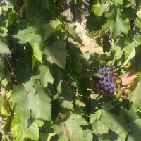 باغ|فروش دفتر صنعتی، کشاورزی، تجاری|نگار, |دیوار