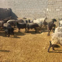 گوسفند|حیوانات مزرعه|جهرم, |دیوار