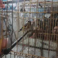 سهره قناری|پرنده|اردبیل, |دیوار