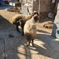 گوسفند میش و بره