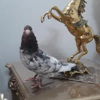 کفتر پرشی،پلاکی،سرور،مصری
