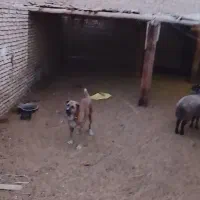 سگخراسانیگلهای|سگ|فولادشهر, C6|دیوار