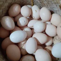 تخم مرغ نطفه دار درهم نژادهای مختلف