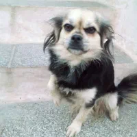 سگ زیبا ودست داشتنی خیلی تمیز و بدونه هیچ بیماری|سگ|ساری, |دیوار