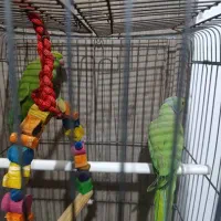 طوطی ملنگو|پرنده|بندرعباس, |دیوار