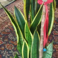 گل سانسوریا