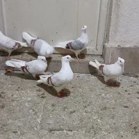 نواتی سرخ  و تپر سرخ و سبز