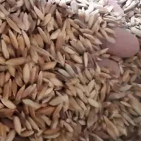 چلتوک گتوند