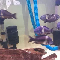 دبوسی ماسوا