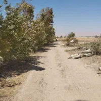 برش درخت|خدمات باغبانی و درختکاری|ایلام, |دیوار