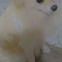 سگ پامر ( روباهی)|سگ|کوهدشت, |دیوار