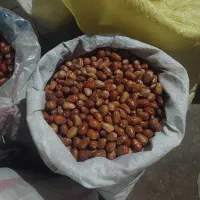 فروش سنجد به صورت کلی کیلویی ۱۲۰