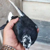 جوجه قره سیاه