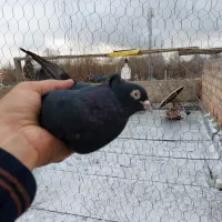 سه عدد کبوتر ماده|پرنده|ارومیه, |دیوار