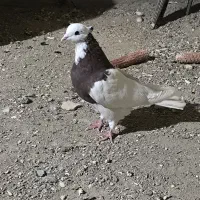 کبوتر طوقی سرخ|پرنده|حبیب آباد, |دیوار