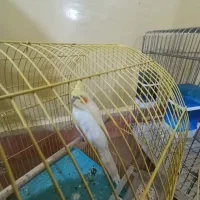 یک عدد عروس هلندی نر|پرنده|مسجد سلیمان, |دیوار