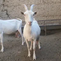 بز سانن . آلپاین|حیوانات مزرعه|مشهد, وکیلآباد|دیوار