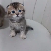 توله گربه اسکاتیش،بریتیش