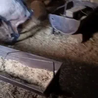 نر بز خارجی اصلاح نژاد|حیوانات مزرعه|نیر (یزد), |دیوار