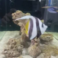 معاوضه آکواریوم آب شور با تانک کوچکتر|ماهی|بندرعباس, |دیوار