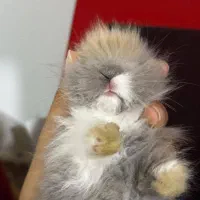 خرگوش لپ شیطون