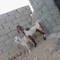 بز سرحال|حیوانات مزرعه|سیب و سوران, |دیوار