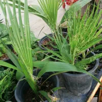 گل وگیاه طبیعی باقیمت مناسب|گل و گیاه طبیعی|برازجان, |دیوار