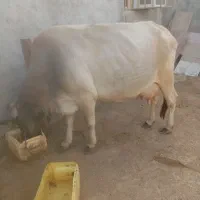 گاو وگوساله