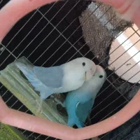 جفت کوتوله برزیلی مولد