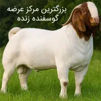 دام زنده  مغان